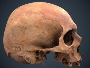 real human skull 3D Model