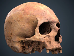 real human skull 3D Model