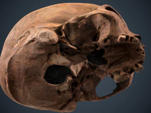 real human skull 3D Model