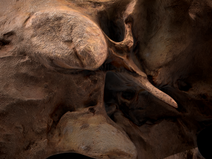 real human skull 3D Модель