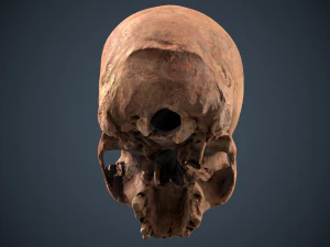 real human skull 3D Model