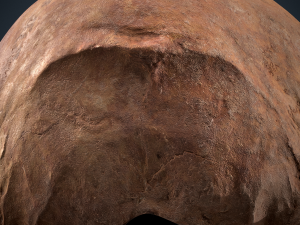real human skull 3D Модель