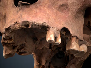 real human skull 3D Model