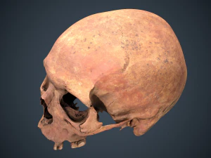 real human skull 3D Model