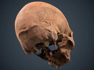 real human skull 3D Model