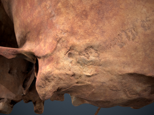 real human skull 3D Модель