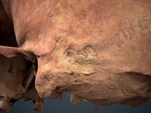 real human skull 3D Model