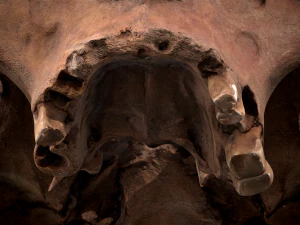 real human skull 3D Model