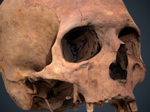 real human skull 3D Модель