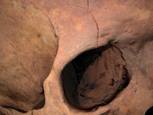 real human skull 3D Model