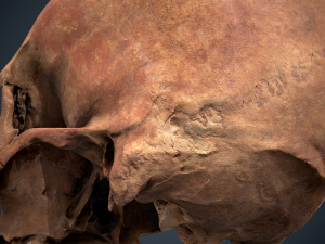 real human skull 3D Модель