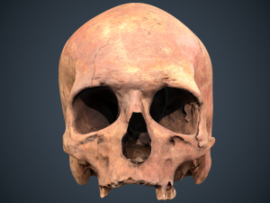 real human skull 3D Модель