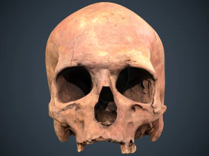 real human skull 3D Model