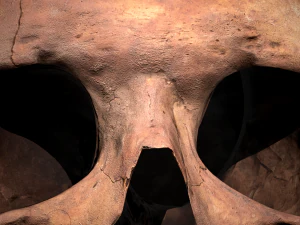 real human skull 3D Model