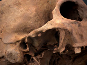 real human skull 3D Model