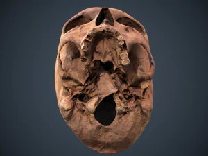 real human skull 3D Model