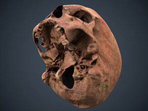 real human skull 3D Model