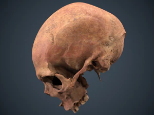 real human skull 3D Model
