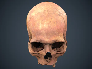 real human skull 3D Model