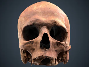 real human skull 3D Model