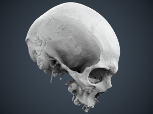 real human skull 3D Модель