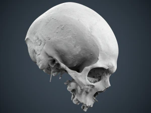 real human skull 3D Model