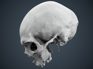 real human skull 3D Модель