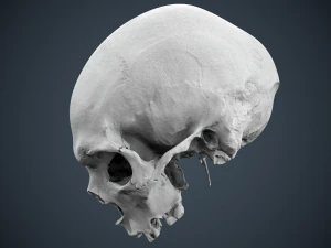 real human skull 3D Model