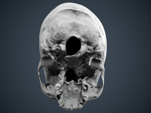 real human skull 3D Модель