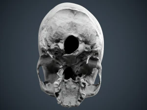 real human skull 3D Model