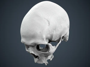 real human skull 3D Model