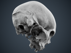 real human skull 3D Модель