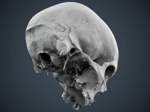 real human skull 3D Model