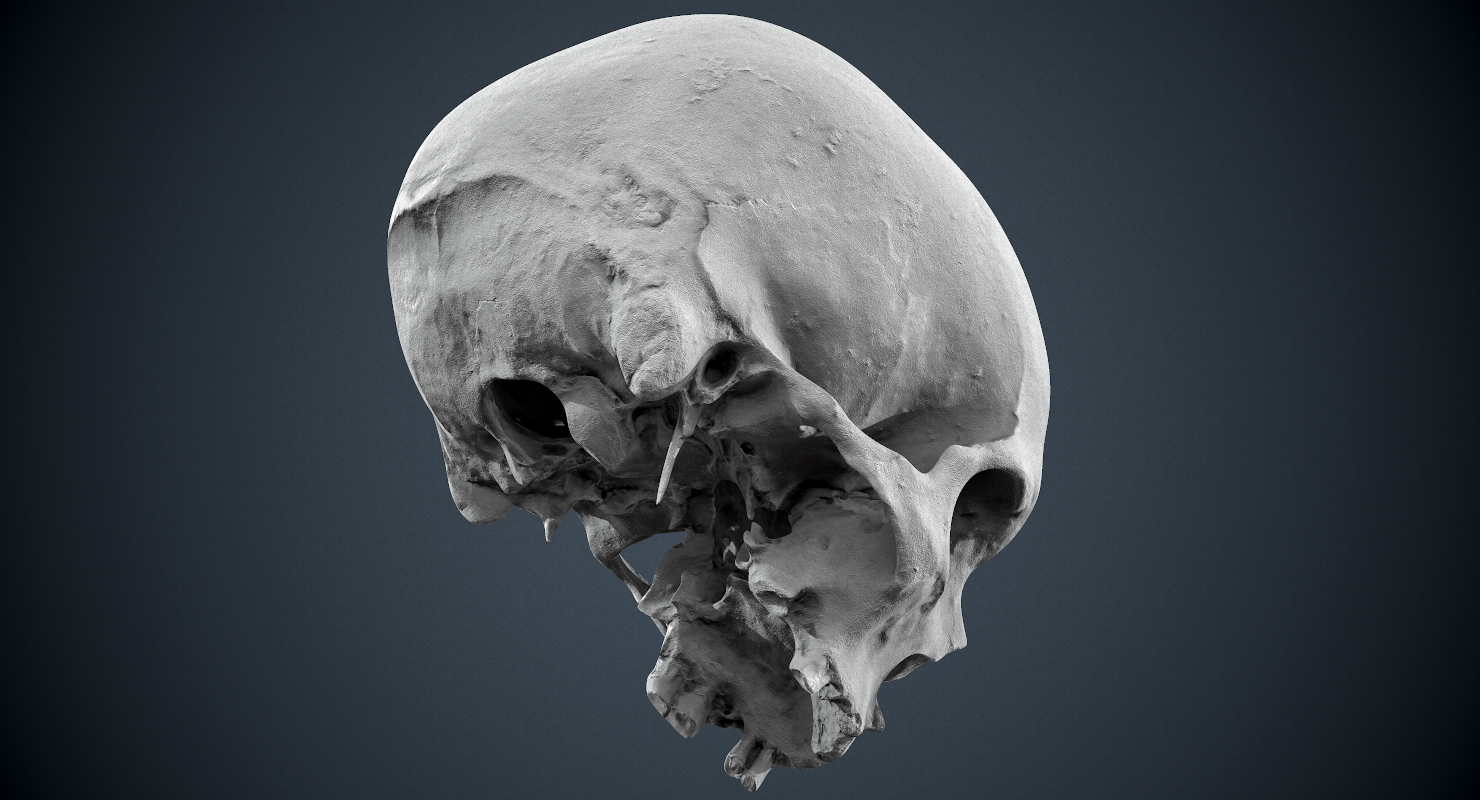 Skull 3d model