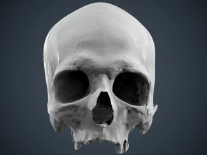real human skull 3D Model