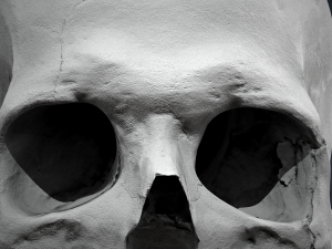 real human skull 3D Модель