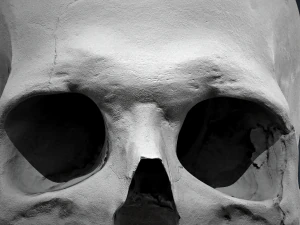 real human skull 3D Model