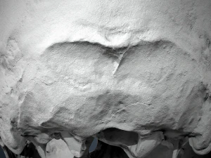 real human skull 3D Model