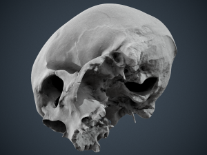 real human skull 3D Модель