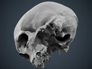 real human skull 3D Model