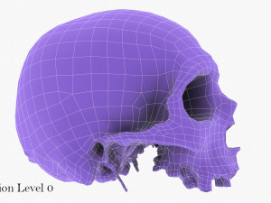 real human skull 3D Модель