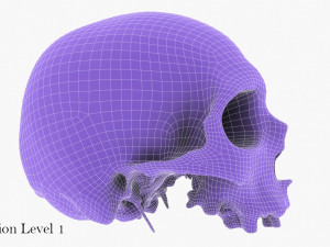 real human skull 3D Модель