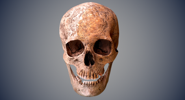 real human skull 3D Model .c4d .max .obj .3ds .fbx .stl .blend 
