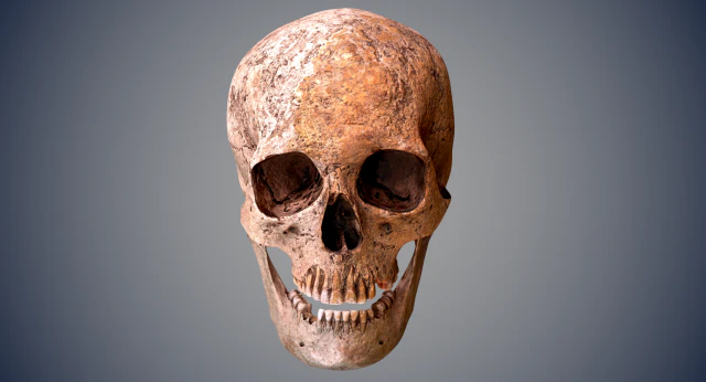 real human skull 3D Model .c4d .max .obj .3ds .fbx .stl .blend 