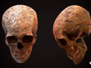real human skull 3D Model