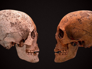 real human skull 3D Model