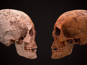 real human skull 3D Model