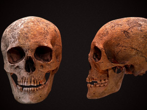 real human skull 3D Model