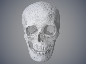 real human skull 3D Model