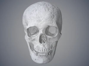 real human skull 3D Model